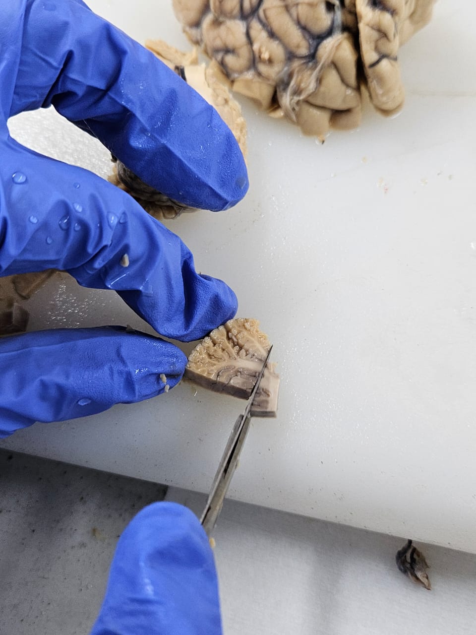 Laboratory Research Work